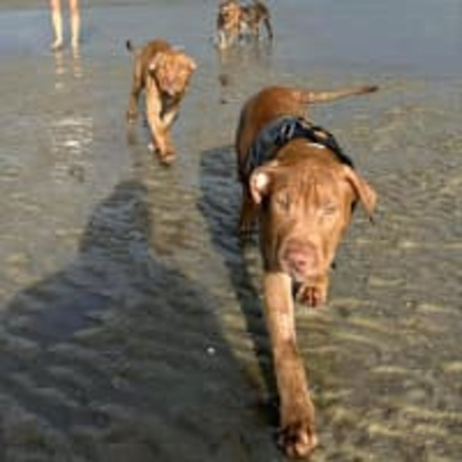 Photo of Staffy Puppies