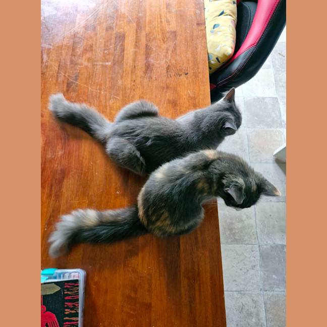 Photo of Twix