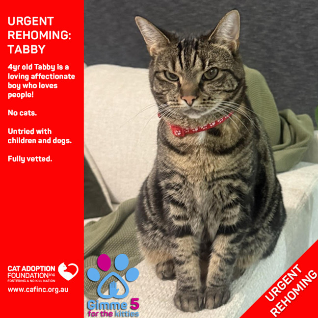 Photo of Tabby