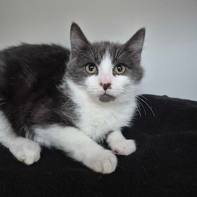 Photo of Maverick