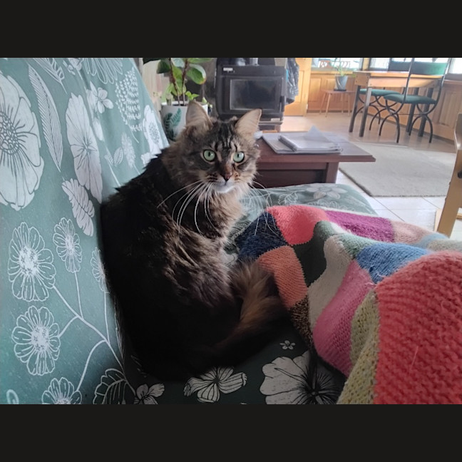 Photo of Kittykat