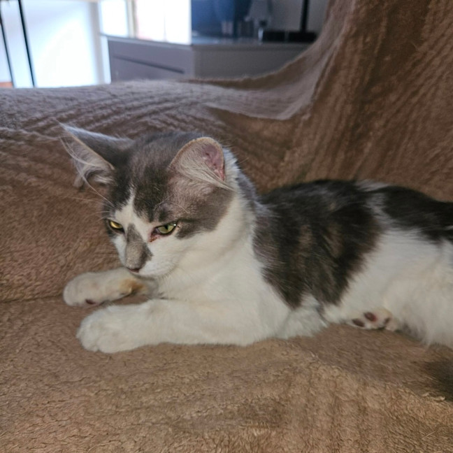 Photo of Aydin**2nd Chance Cat Rescue**