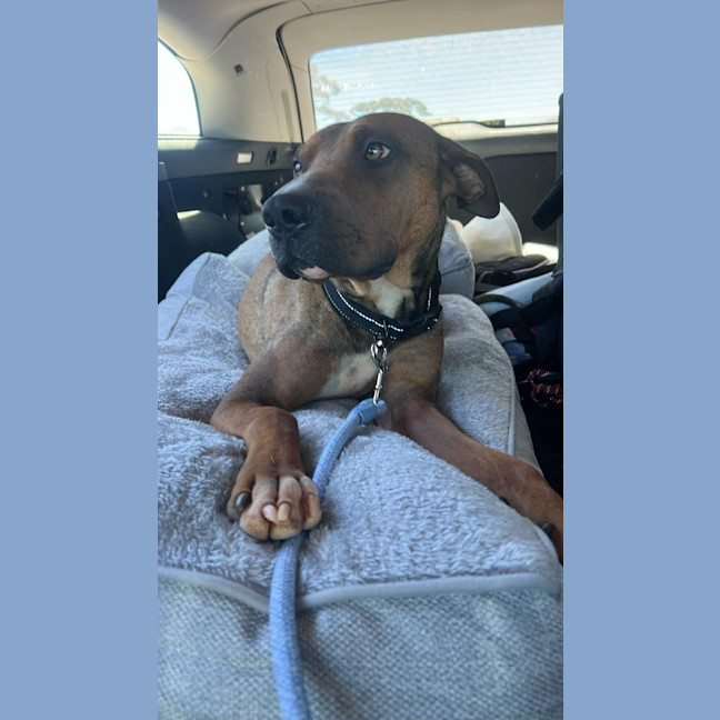 Photo of Milo