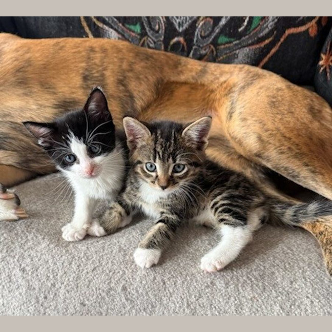 Photo of Harold & Gunther