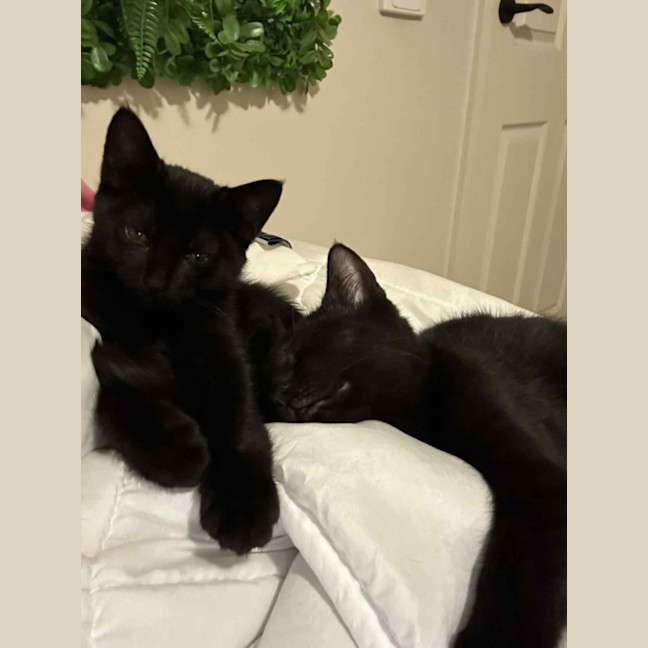 Photo of Milly & Tilly