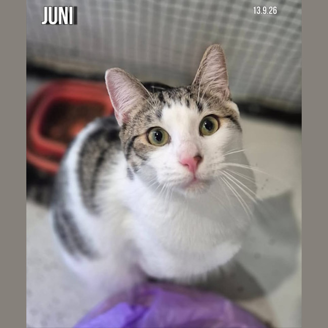 Photo of Juni