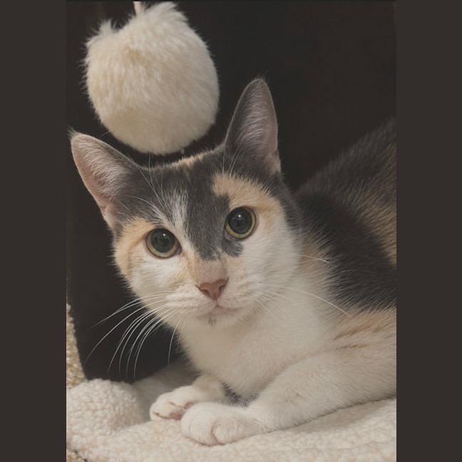 Photo of Lily 