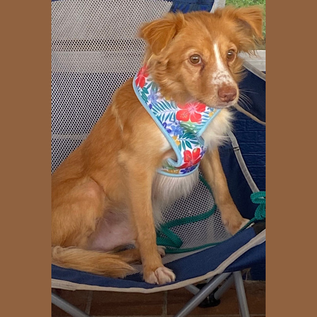 Photo of Rosco