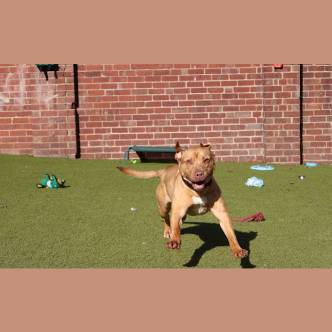 Photo of Marley