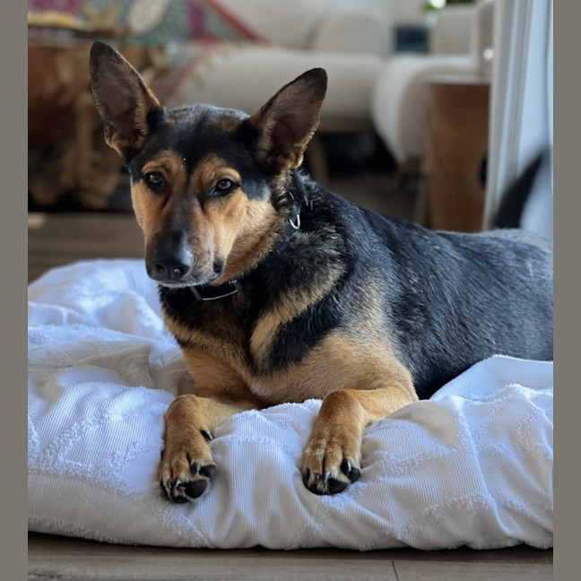 Photo of Hannah   2 Year Old German Shepherd X