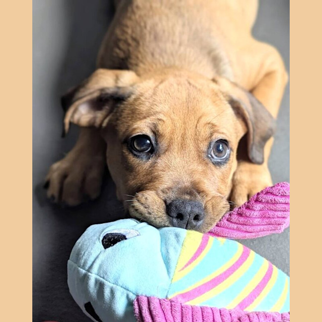 Photo of Lola