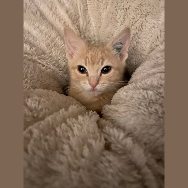 Photo of Whethers Original 