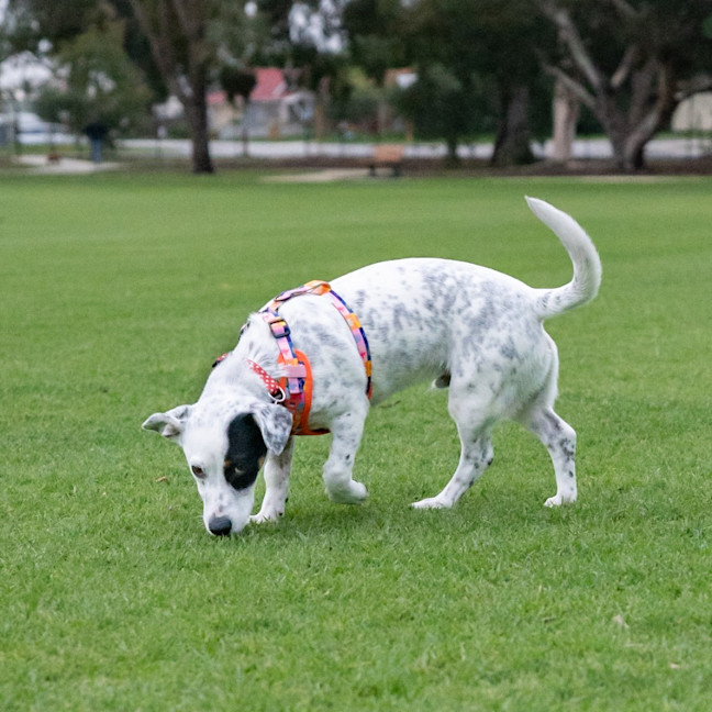 Photo of Gibson