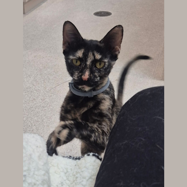 Photo of Cosmo (8940)