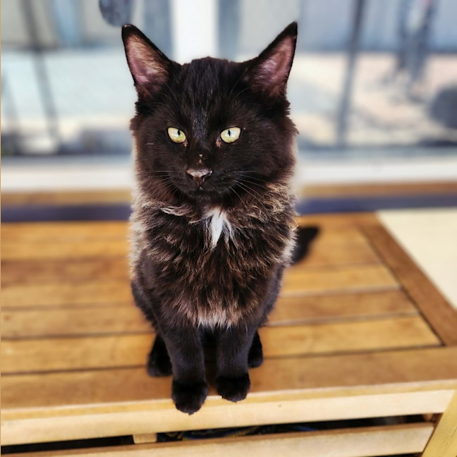 Photo of Phoenix