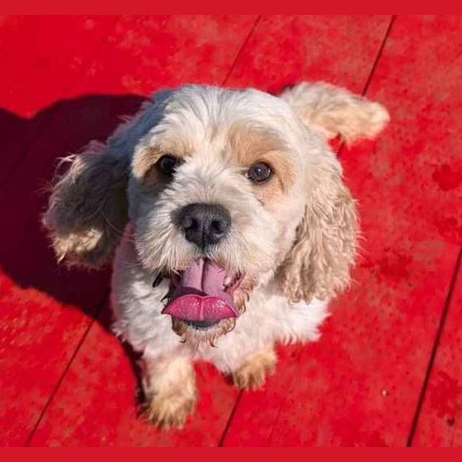 Photo of Odie