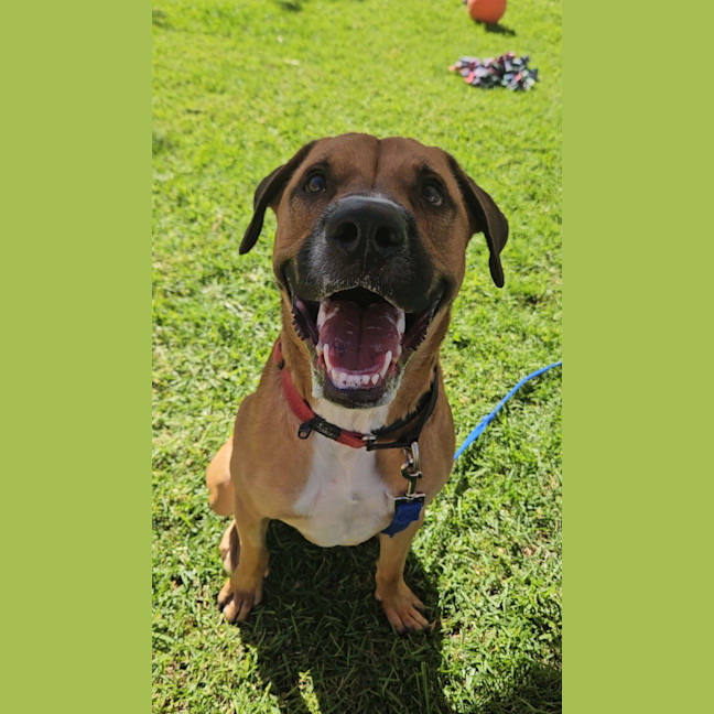 Photo of Taco