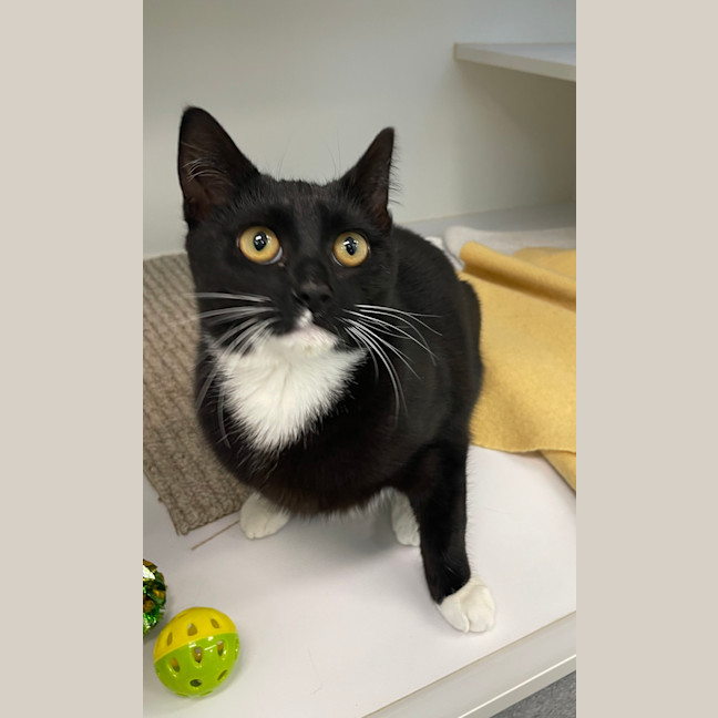 Photo of Tinkerbell