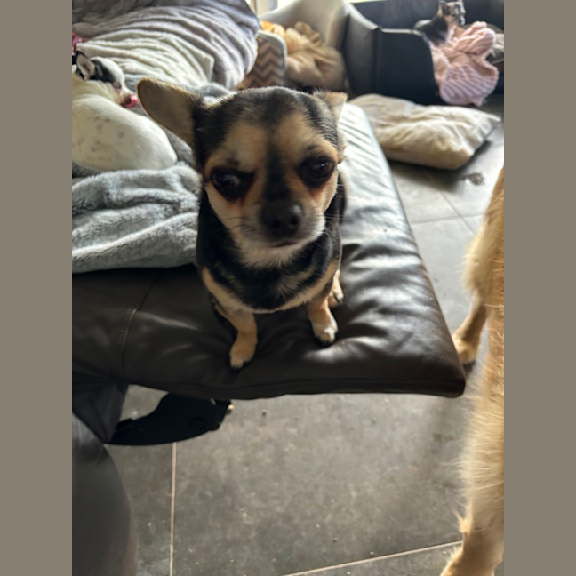 Photo of Apple & Orange