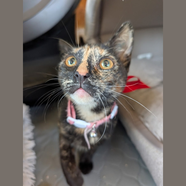 Photo of Bertie And Ocean