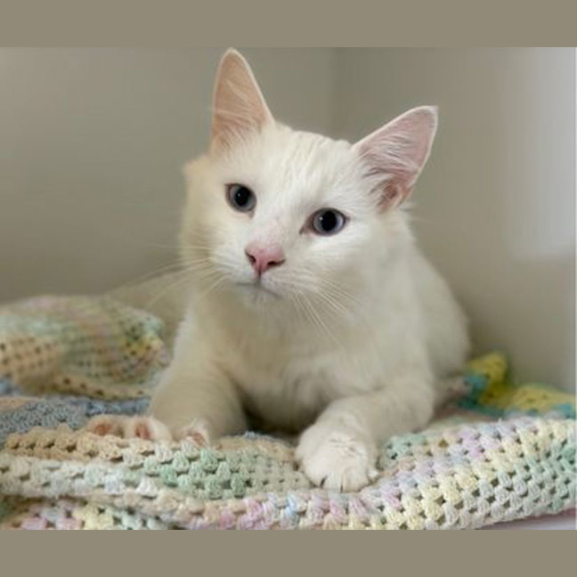 Photo of Ghostie