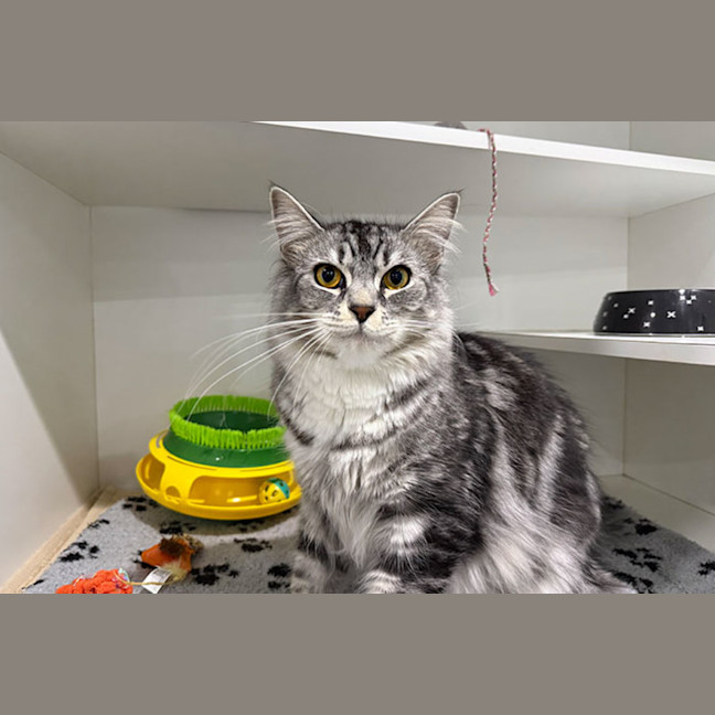 Photo of Tango