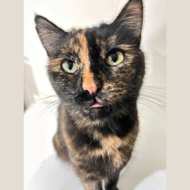 Photo of Tortie