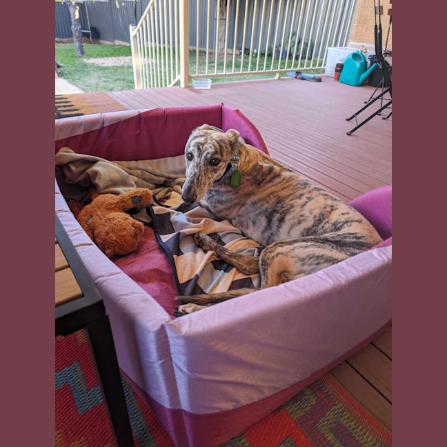 Photo of Luna, The 2 Year Old Greyhound