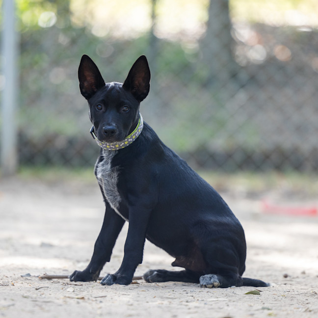 Photo of Dexter