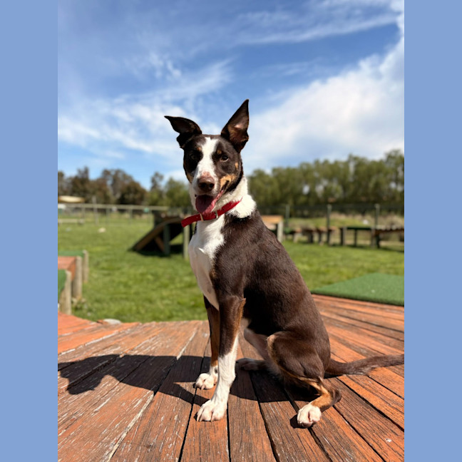 Photo of Lily