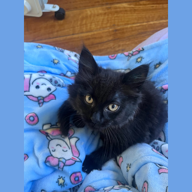 Photo of Nico