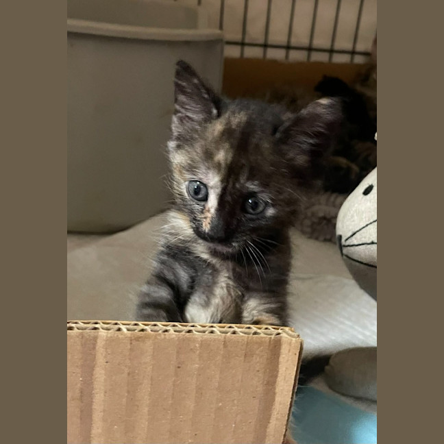 Photo of Paisley