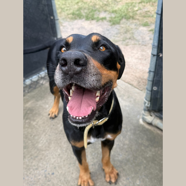 Photo of Mr. Snuffleupagus