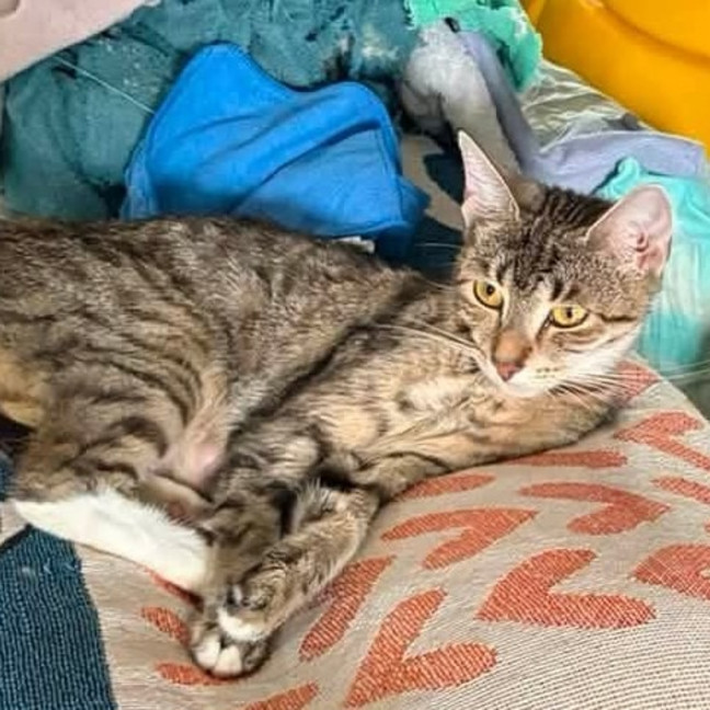 Photo of Socks