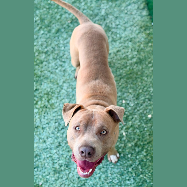 Photo of Bluey