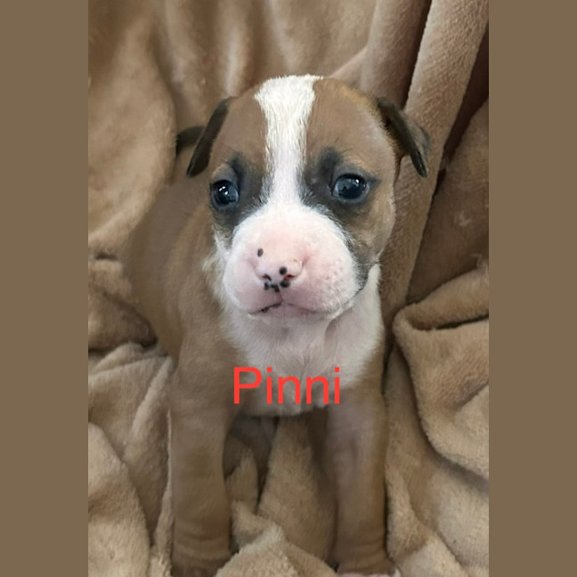 Photo of Pinni