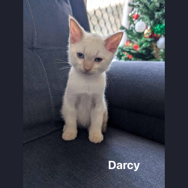 Photo of Darcy