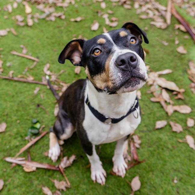 Photo of Patches