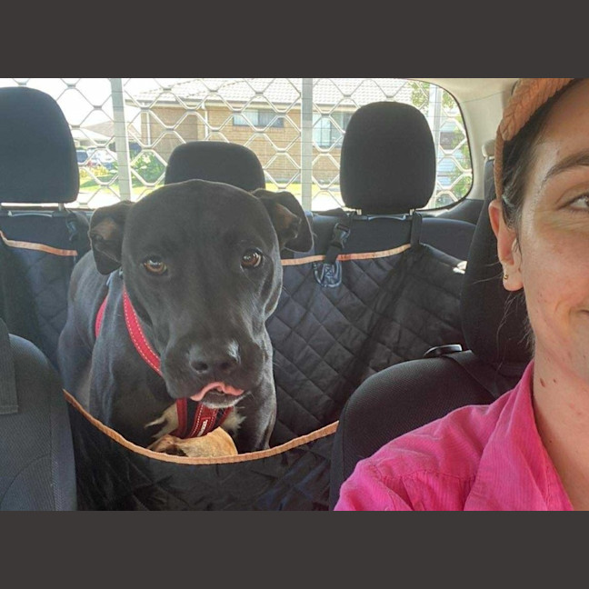 Photo of Ripley   1 Year Old Staffy X