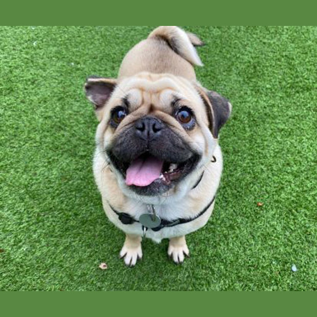 Photo of Dexter