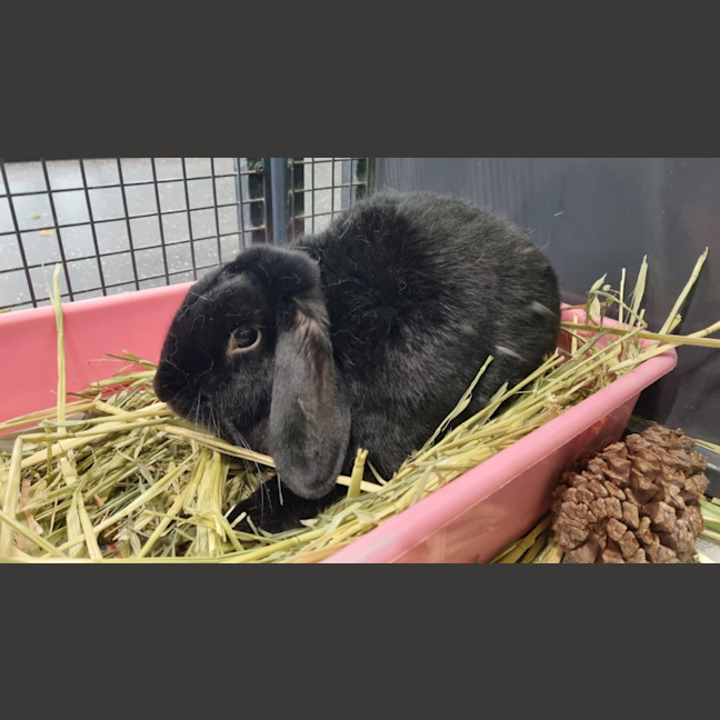 Photo of Max (Bonded With Charlie)