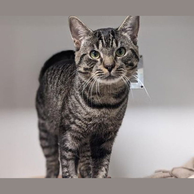 Photo of Atlas