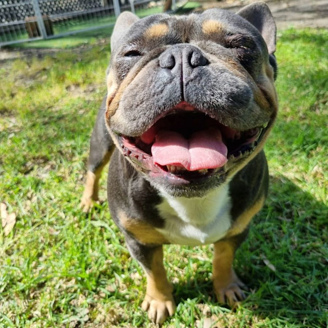 Photo of Milo