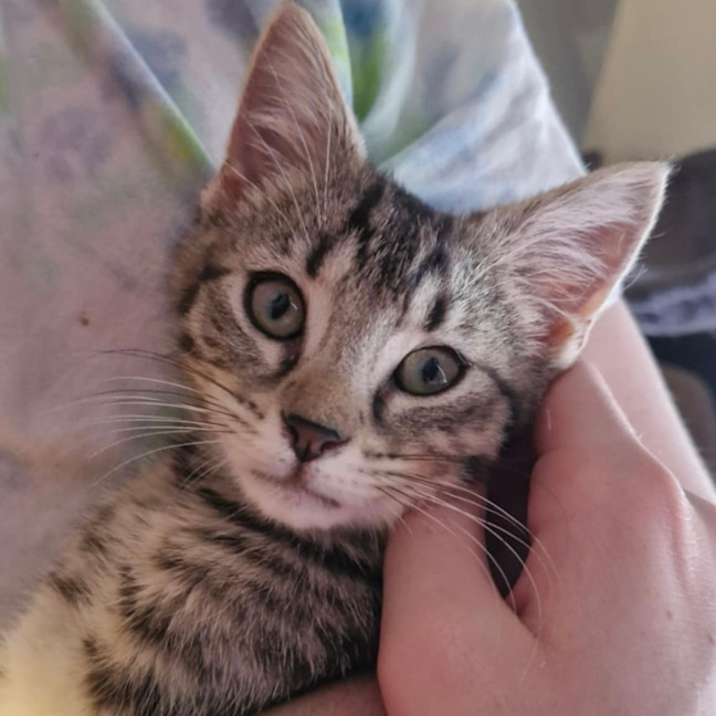 Photo of Eddie 🐾🐅