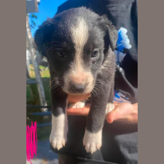Photo of Daisy ~ 8 Week Old Border Collie X Puppy