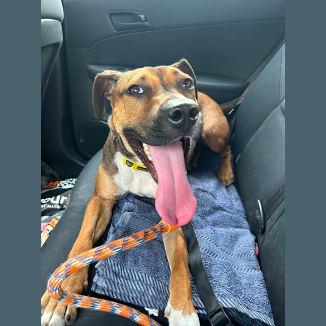 Photo of Doc   1 Year Old Staffy X (Trial)