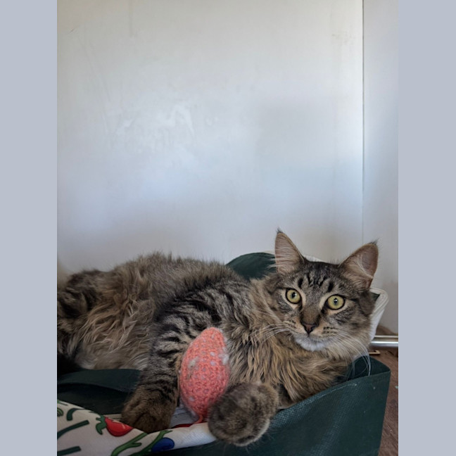 Photo of Benji