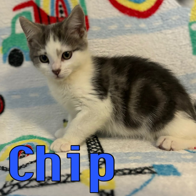 Photo of Chip