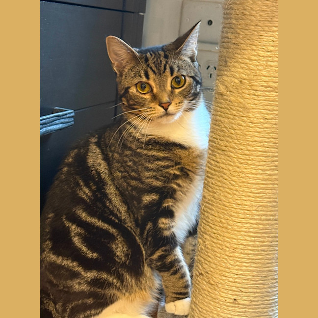 Photo of Sphinx