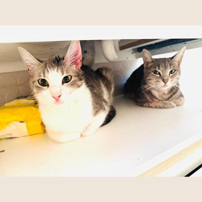 Photo of Pixie 🧚🏻 The Princess 👑 